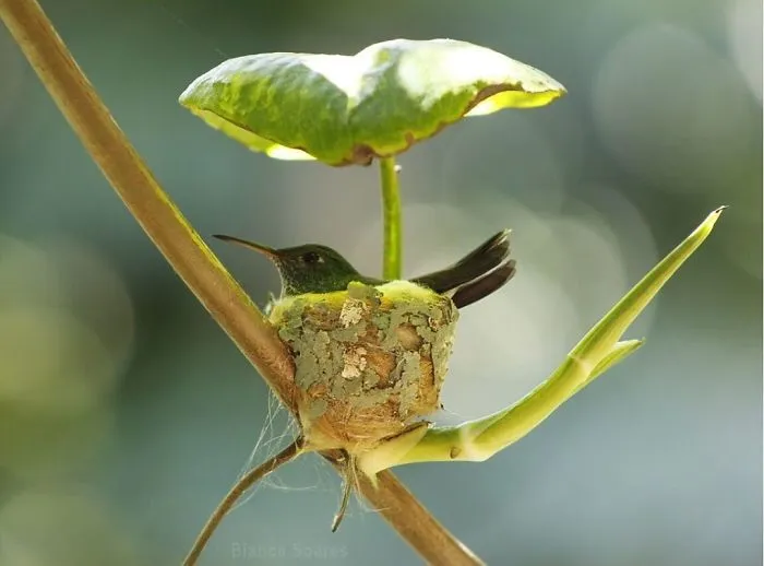 A Beautiful Hummingbird's Nest With A Leaf Roof