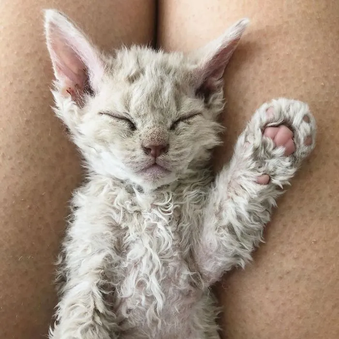 Estos gatos son muy diferentes de los que sueles ver (30 fotos)