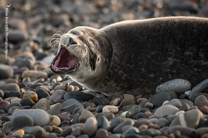 30 Amusing Photos Of Seals Who Can’t Contain Their Laughter