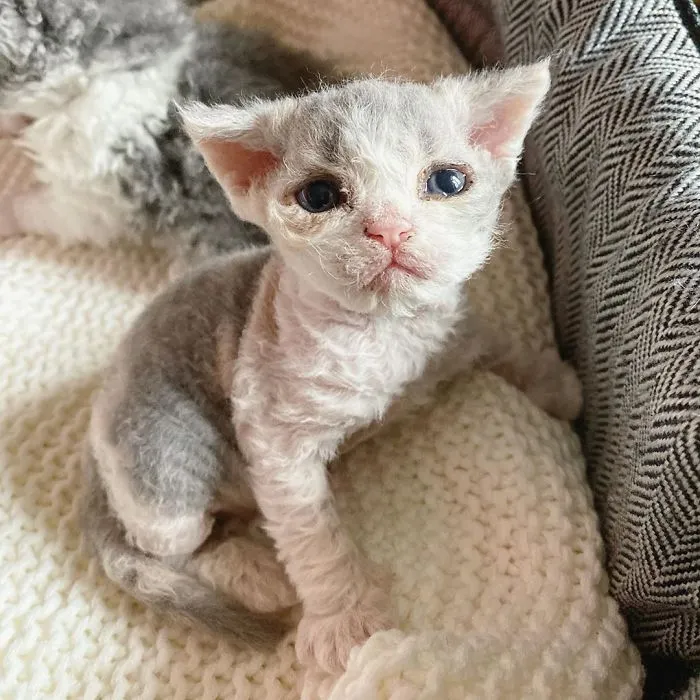 Estos gatos son muy diferentes de los que sueles ver (30 fotos)