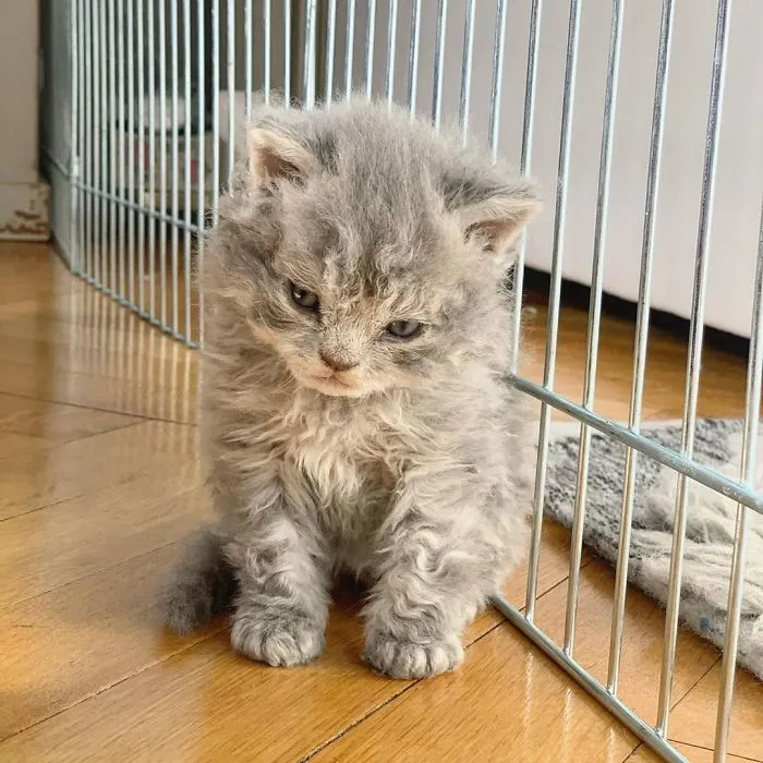 These Kitties Are Very Different From Your Usual Ones (30 Pics)