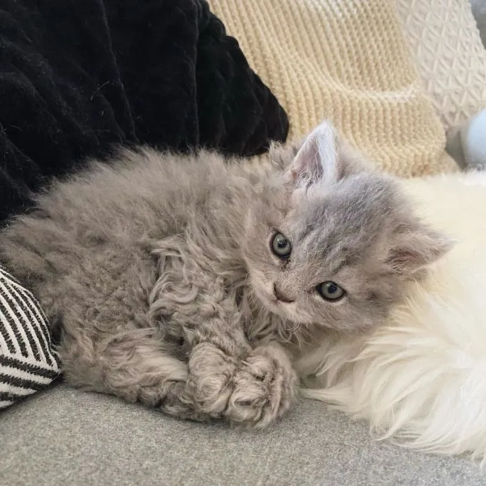 Estos gatos son muy diferentes de los que sueles ver (30 fotos)