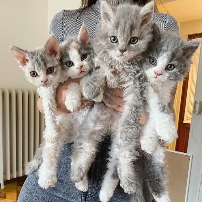 Estos gatos son muy diferentes de los que sueles ver (30 fotos)