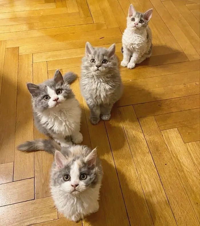 These Kitties Are Very Different From Your Usual Ones (30 Pics)