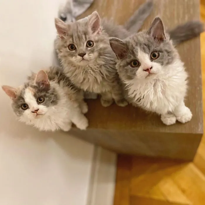 Estos gatos son muy diferentes de los que sueles ver (30 fotos)