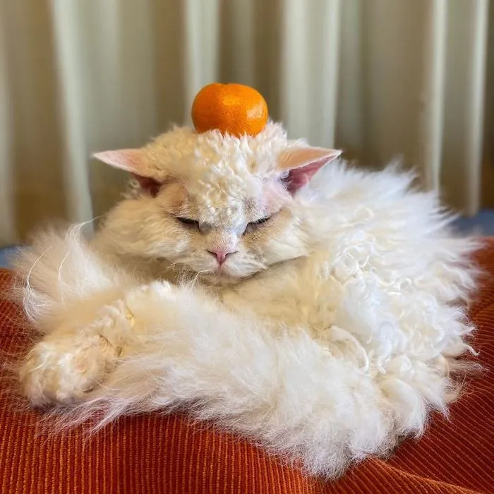 Meet Chirico, A Cat Whose Facial Expressions Make Her Look Like She's Always Judging Others (30 Pics)