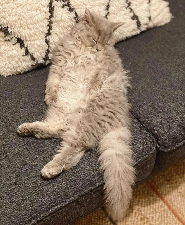 Estos gatos son muy diferentes de los que sueles ver (30 fotos)