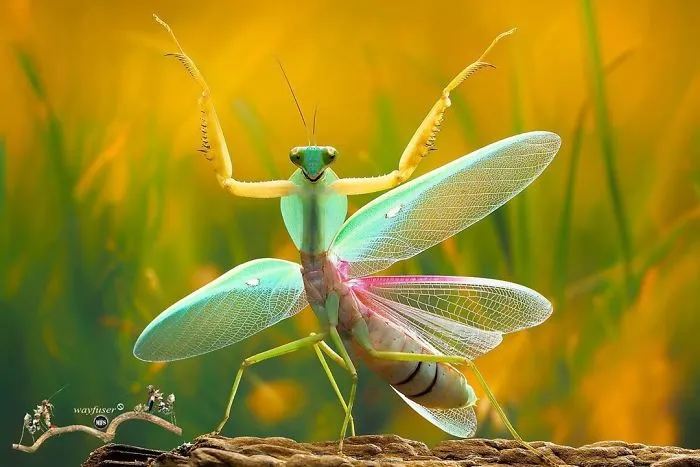 Photographer Captures Amusing Pics Of Stunning Mantises, And Here Are 30 Of The Best Ones
