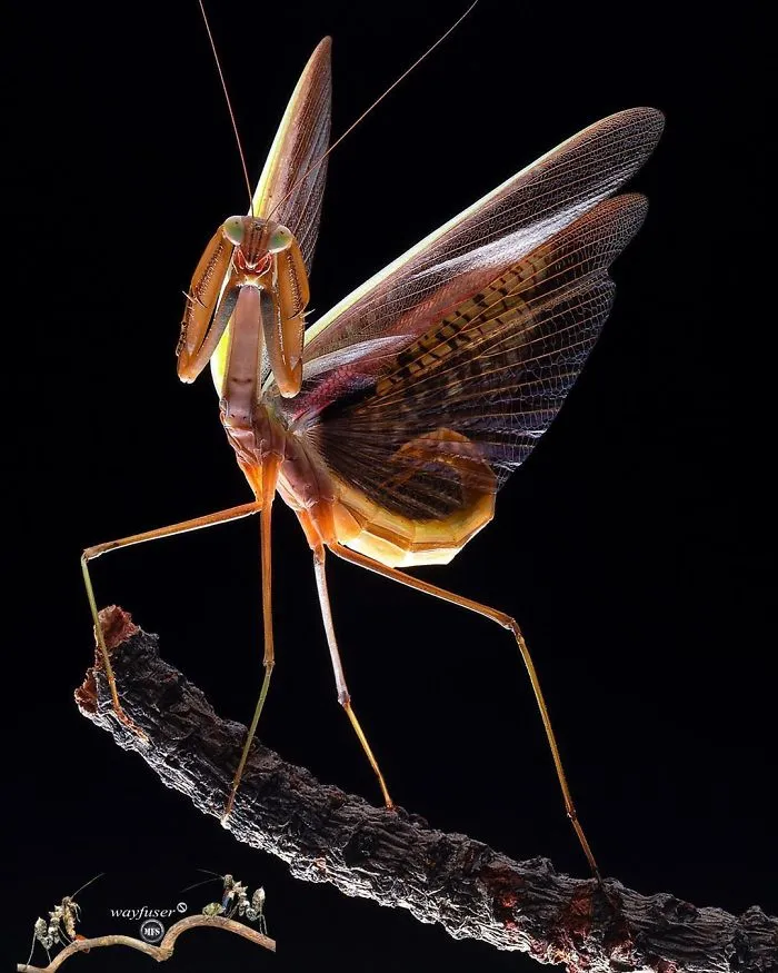 Photographer Captures Amusing Pics Of Stunning Mantises, And Here Are 30 Of The Best Ones