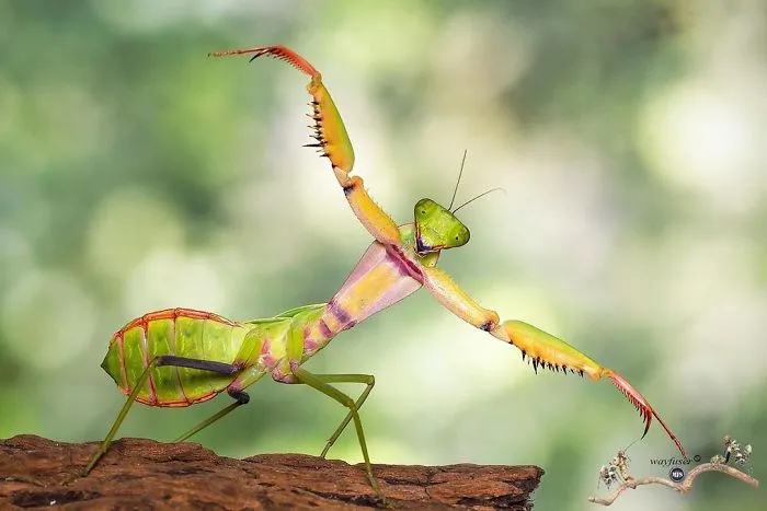 Photographer Captures Amusing Pics Of Stunning Mantises, And Here Are 30 Of The Best Ones
