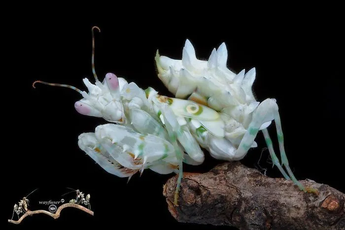 Photographer Captures Amusing Pics Of Stunning Mantises, And Here Are 30 Of The Best Ones