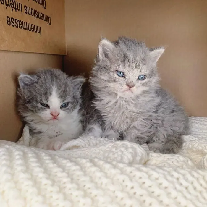 These Kitties Are Very Different From Your Usual Ones (30 Pics)