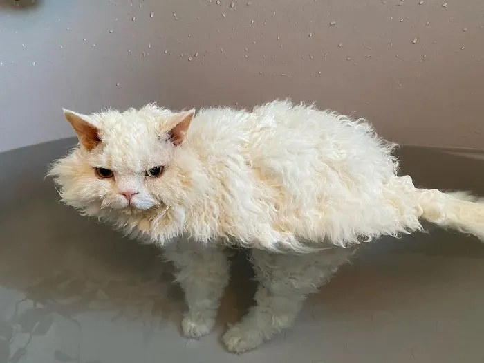 Meet Chirico, A Cat Whose Facial Expressions Make Her Look Like She's Always Judging Others (30 Pics)