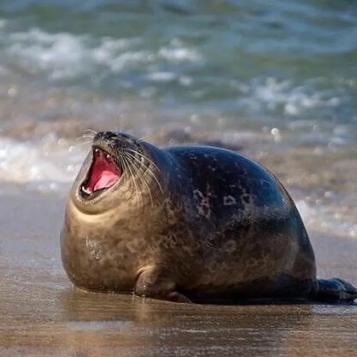 30 Amusing Photos Of Seals Who Can’t Contain Their Laughter