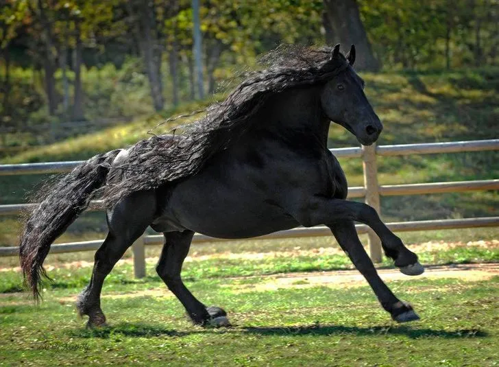 Meet Frederik The Great, The Real-Life “Black Beauty”