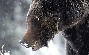 I Gave Up “Normal Life” For Wildlife Photography, Here Are 40 Of My Photos