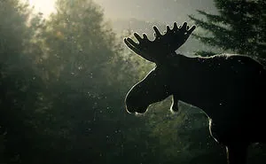 I Gave Up “Normal Life” For Wildlife Photography, Here Are 40 Of My Photos