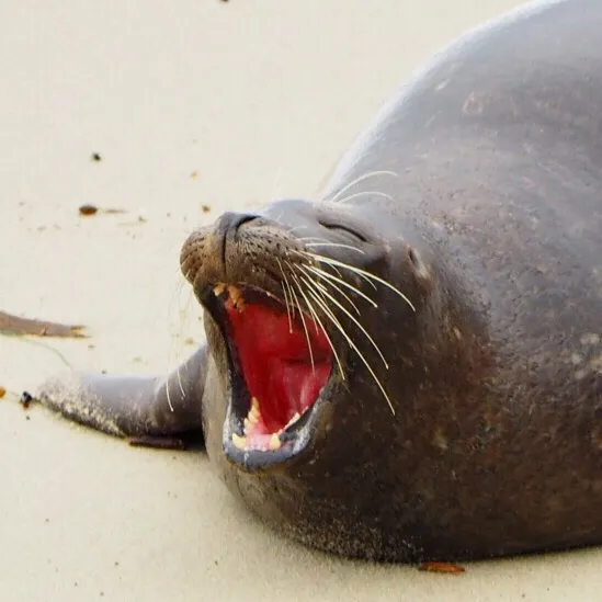 30 Amusing Photos Of Seals Who Can’t Contain Their Laughter