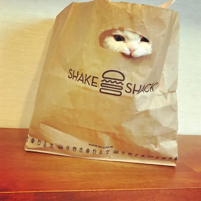 Meet Chirico, A Cat Whose Facial Expressions Make Her Look Like She's Always Judging Others (30 Pics)
