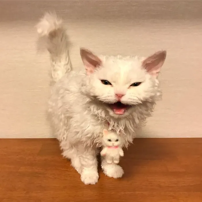Meet Chirico, A Cat Whose Facial Expressions Make Her Look Like She's Always Judging Others (30 Pics)