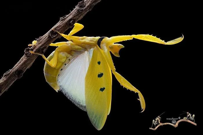 Photographer Captures Amusing Pics Of Stunning Mantises, And Here Are 30 Of The Best Ones