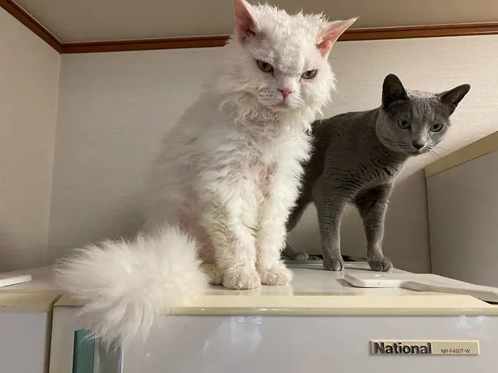 Meet Chirico, A Cat Whose Facial Expressions Make Her Look Like She's Always Judging Others (30 Pics)