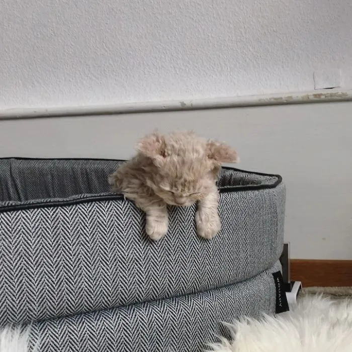 These Kitties Are Very Different From Your Usual Ones (30 Pics)