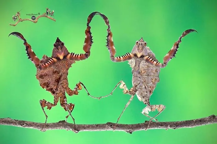 Photographer Captures Amusing Pics Of Stunning Mantises, And Here Are 30 Of The Best Ones