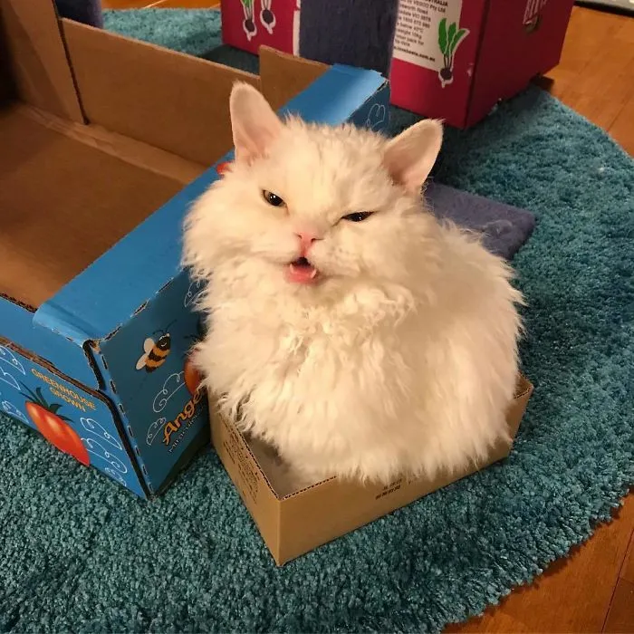 Meet Chirico, A Cat Whose Facial Expressions Make Her Look Like She's Always Judging Others (30 Pics)