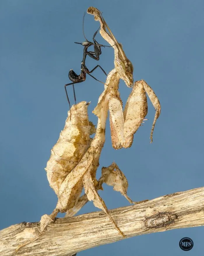 Photographer Captures Amusing Pics Of Stunning Mantises, And Here Are 30 Of The Best Ones
