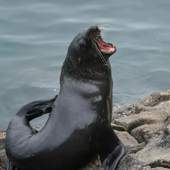 30 Amusing Photos Of Seals Who Can’t Contain Their Laughter