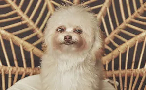 Benji The Choodle