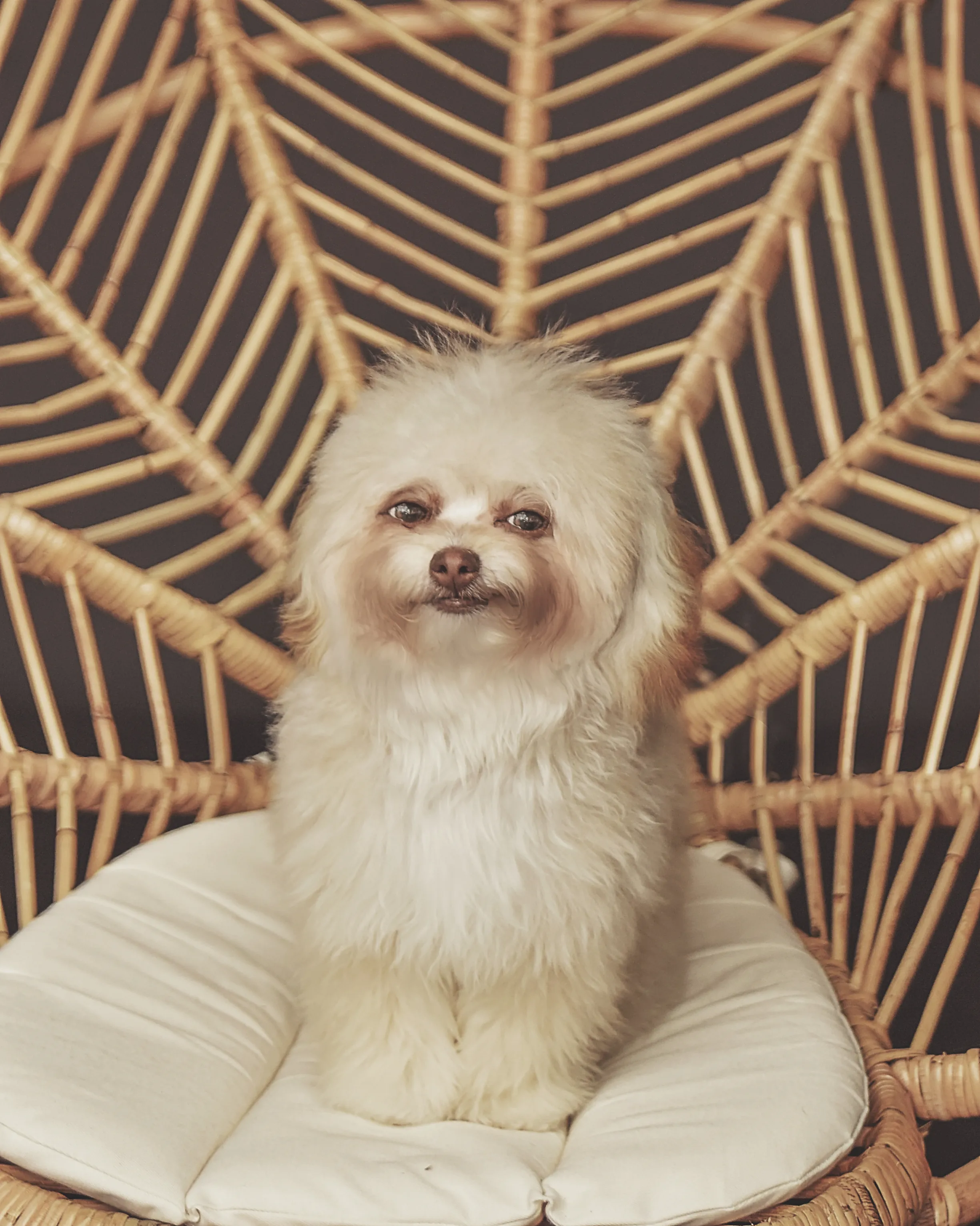 Benji The Choodle