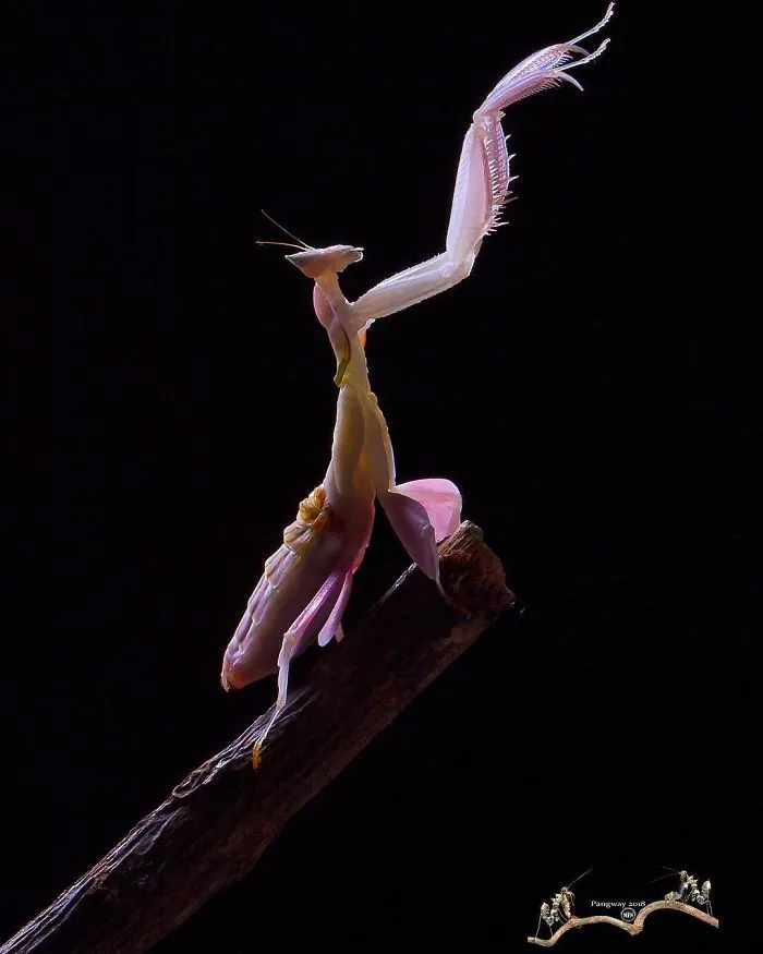 Photographer Captures Amusing Pics Of Stunning Mantises, And Here Are 30 Of The Best Ones