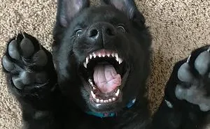 40 Times German Shepherd Puppies Were The Purest Things In The World