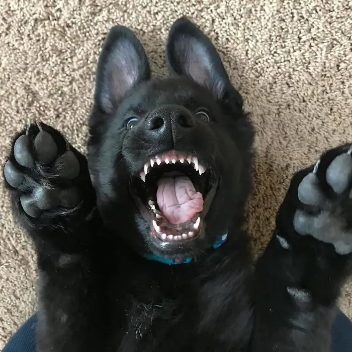 Ferocious