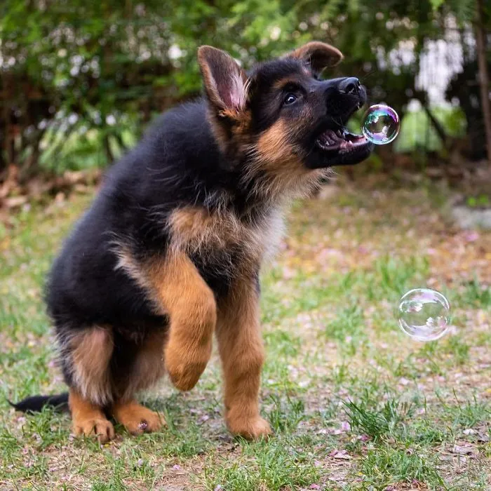 Chasing Bubbles