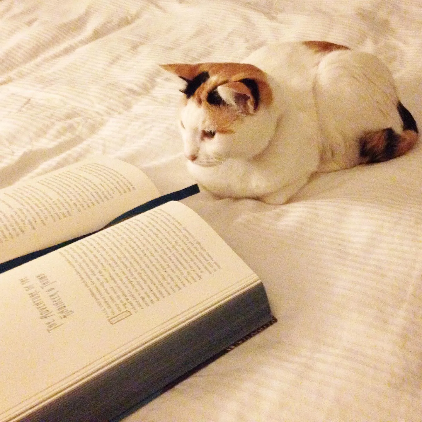 Meet Kit Kat, The Cat That Walked Into My Home And Adopted Me