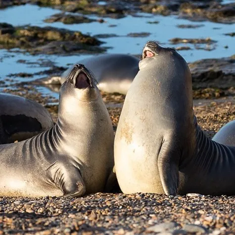 30 Amusing Photos Of Seals Who Can’t Contain Their Laughter