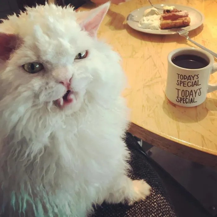 Meet Chirico, A Cat Whose Facial Expressions Make Her Look Like She's Always Judging Others (30 Pics)