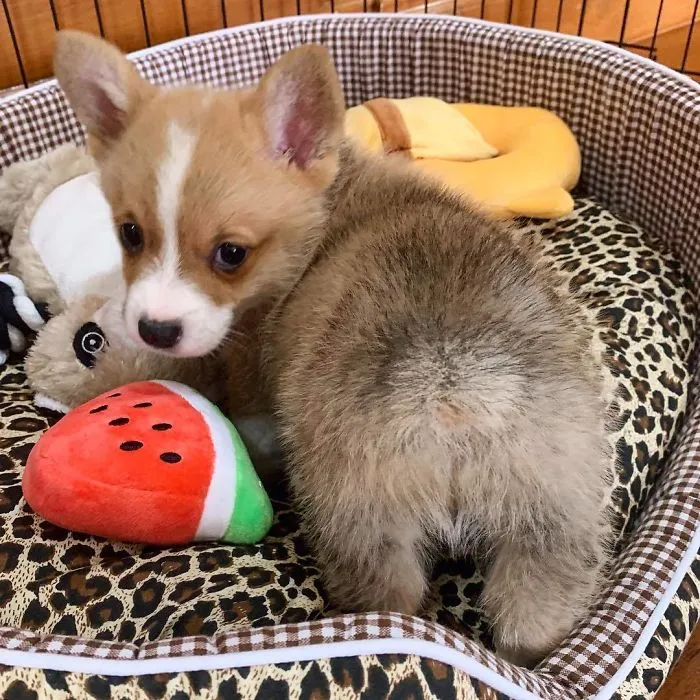 Meet Baby, The Corgi That Loves Everyone And Has A Feisty Personality (31 Pics)