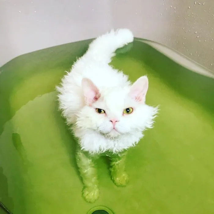 Meet Chirico, A Cat Whose Facial Expressions Make Her Look Like She's Always Judging Others (30 Pics)