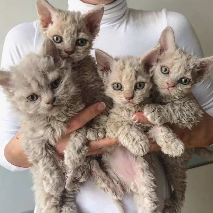 These Kitties Are Very Different From Your Usual Ones (30 Pics)