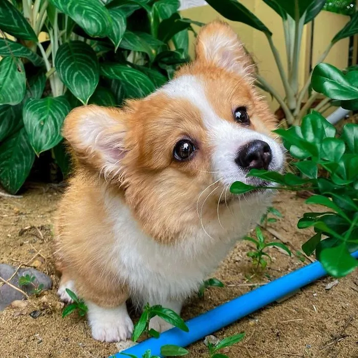 Meet Baby, The Corgi That Loves Everyone And Has A Feisty Personality (31 Pics)
