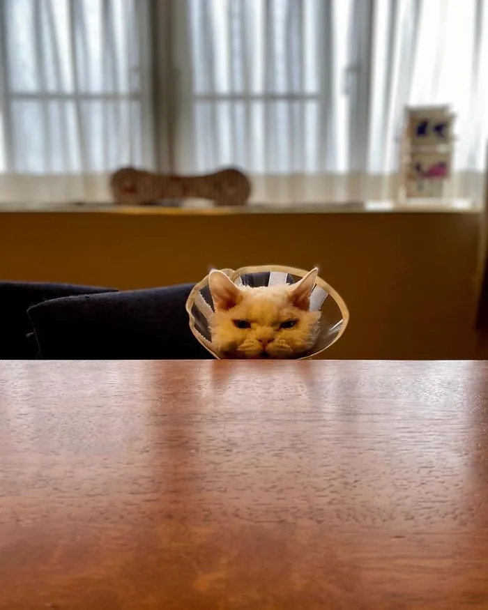 Meet Chirico, A Cat Whose Facial Expressions Make Her Look Like She's Always Judging Others (30 Pics)