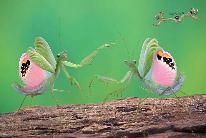 Photographer Captures Amusing Pics Of Stunning Mantises, And Here Are 30 Of The Best Ones