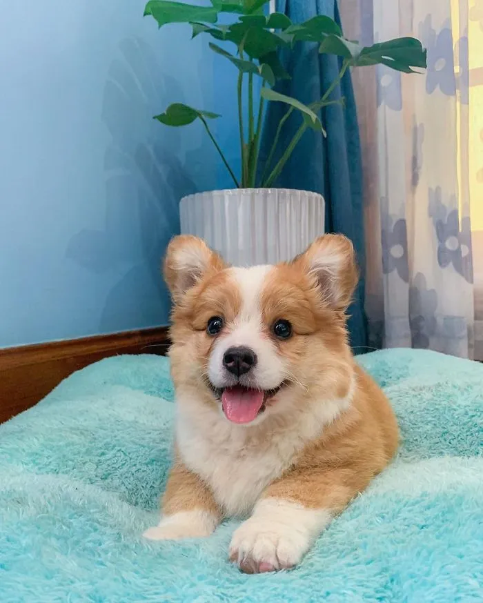Meet Baby, The Corgi That Loves Everyone And Has A Feisty Personality (31 Pics)
