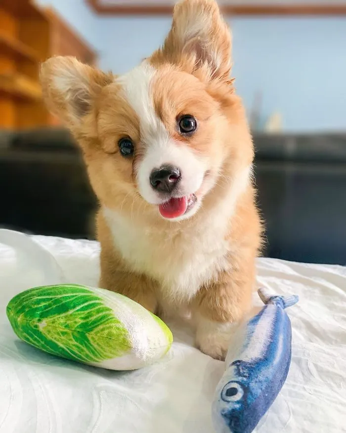 Meet Baby, The Corgi That Loves Everyone And Has A Feisty Personality (31 Pics)