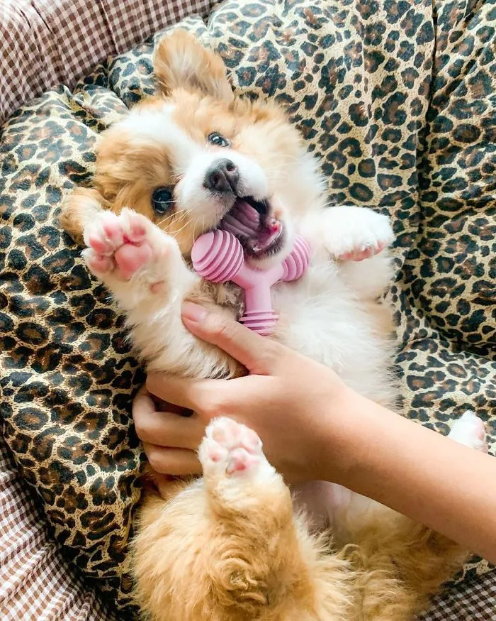 Meet Baby, The Corgi That Loves Everyone And Has A Feisty Personality (31 Pics)
