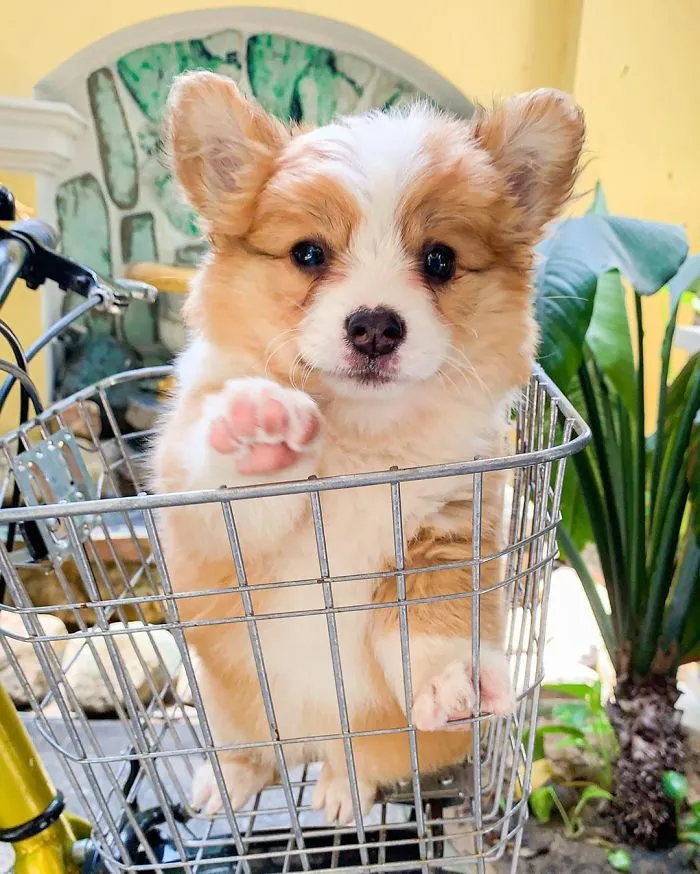 Meet Baby, The Corgi That Loves Everyone And Has A Feisty Personality (31 Pics)